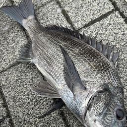 クロダイ