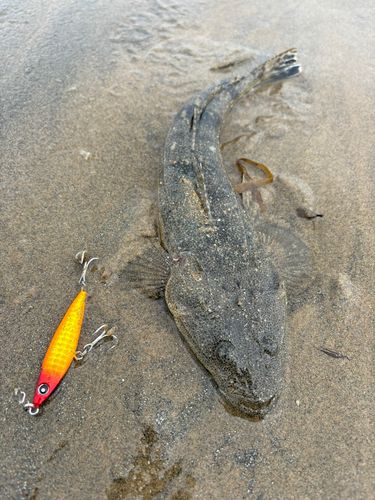マゴチの釣果