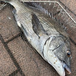 クロダイ