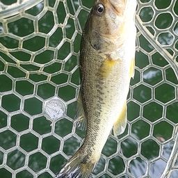 ラージマウスバス