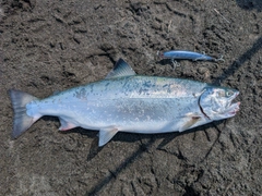 サクラマスの釣果