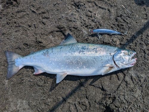 サクラマスの釣果
