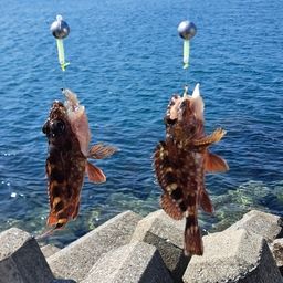 アラカブ