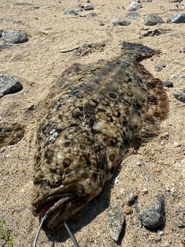 ヒラメの釣果