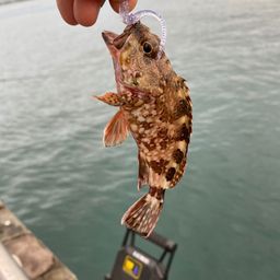 カサゴ