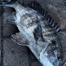 クロダイ