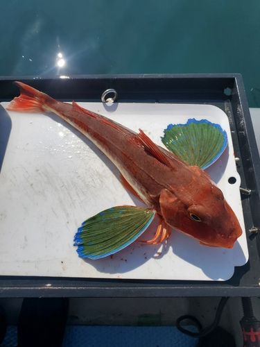 ホウボウの釣果