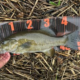 スモールマウスバス