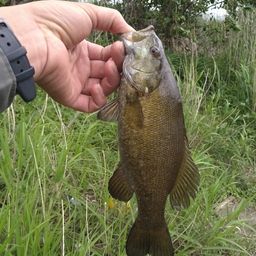 スモールマウスバス