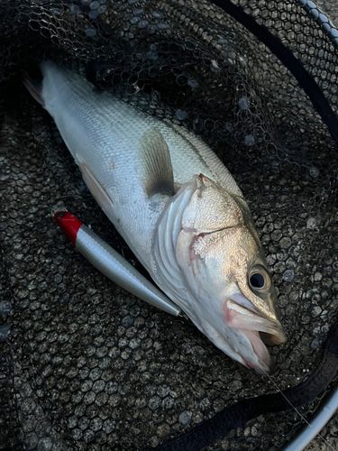 スズキの釣果