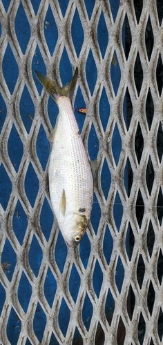 コノシロの釣果