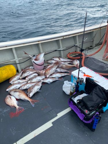 マダイの釣果