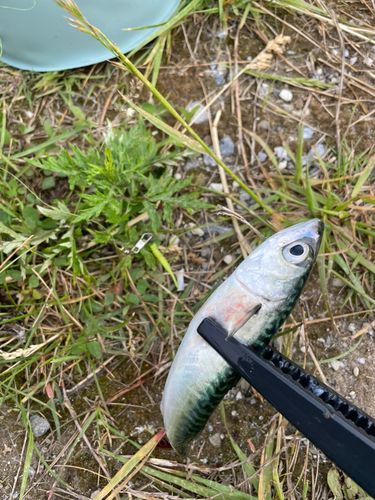 サバの釣果