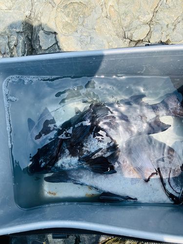 イシダイの釣果