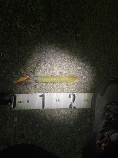 ヤリイカの釣果