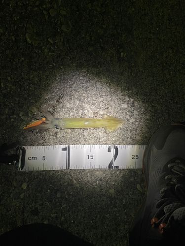 ヤリイカの釣果