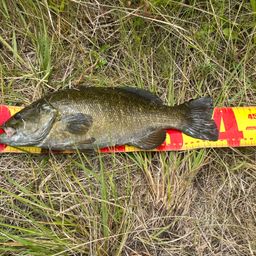 スモールマウスバス