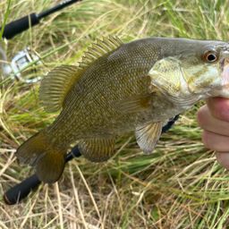 スモールマウスバス