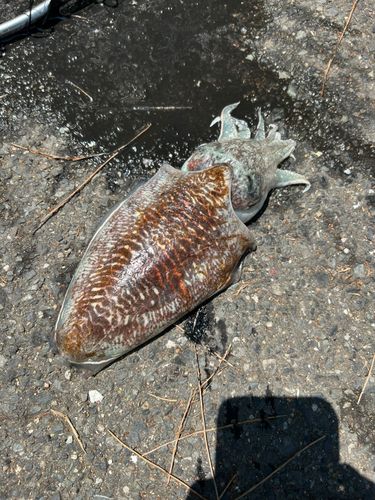 マツバイカの釣果