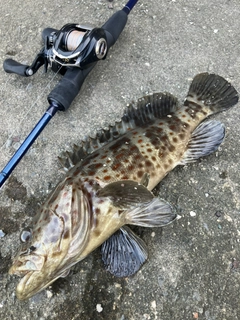 チャイロマルハタの釣果