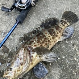 チャイロマルハタ
