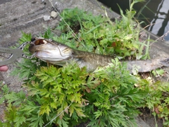 ナマズの釣果