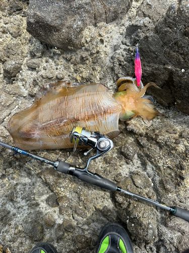 アオリイカの釣果