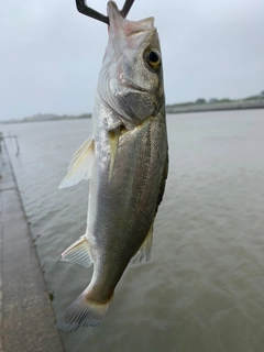 セイゴ（マルスズキ）の釣果