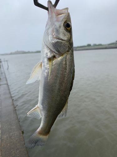 セイゴ（マルスズキ）の釣果