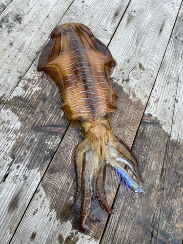 アオリイカの釣果
