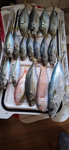 アジの釣果