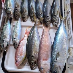 アジ