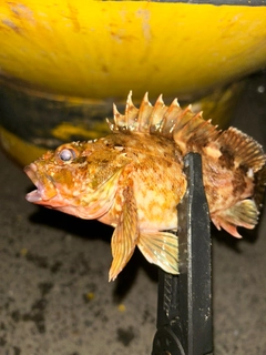 カサゴの釣果