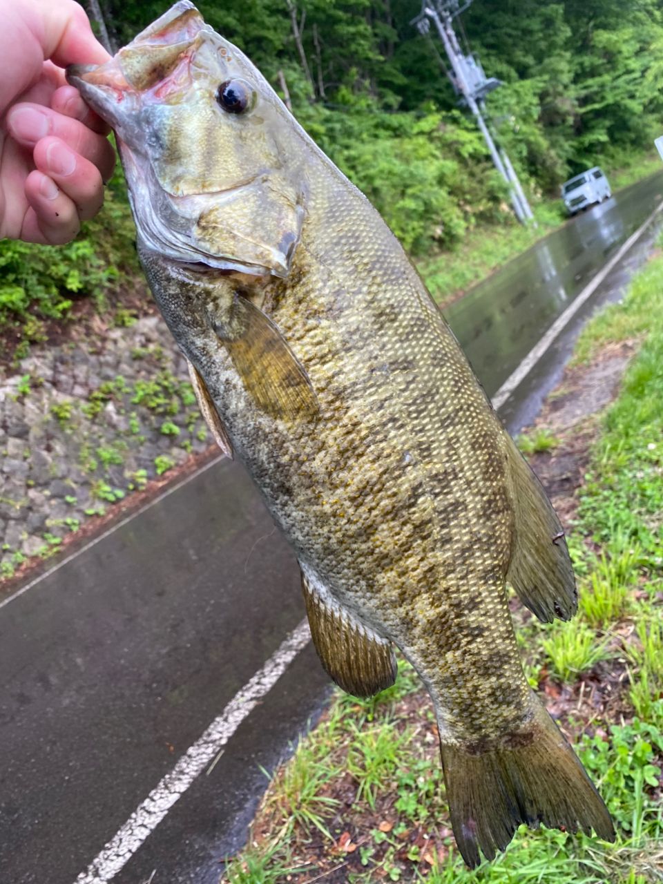 スモールマウスバス
