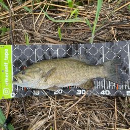 スモールマウスバス