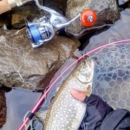 レイクトラウト