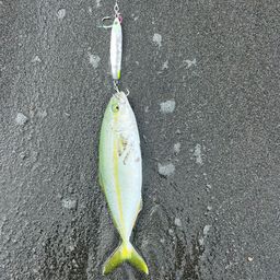 ワカシ