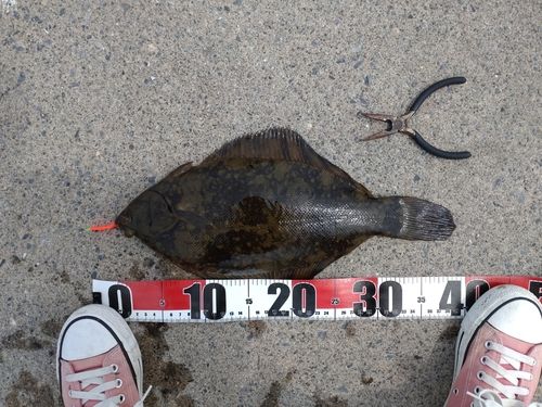 クロガシラガレイの釣果