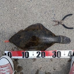 クロガシラガレイ