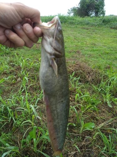 ナマズの釣果