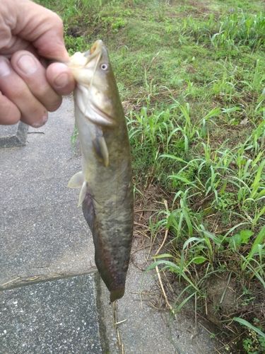 ナマズの釣果