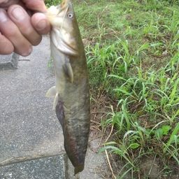 ナマズ