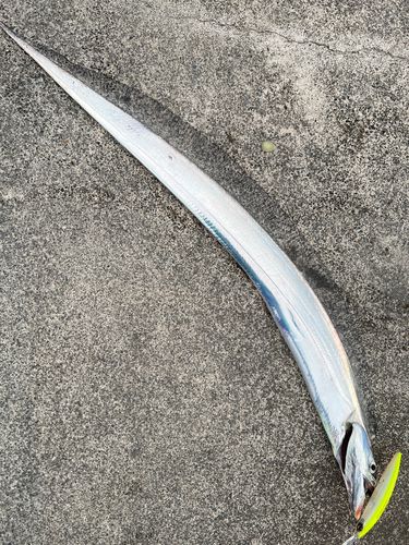 タチウオの釣果