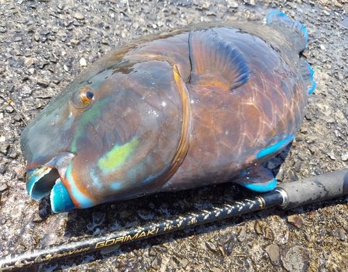 アオブダイの釣果