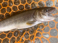 イワナの釣果