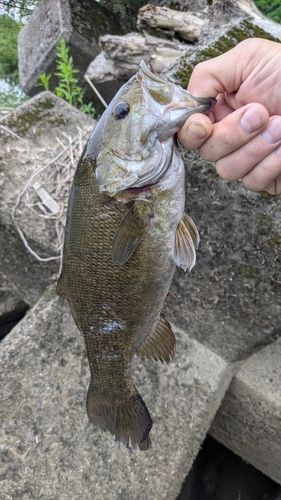 スモールマウスバスの釣果