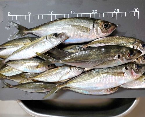 アジの釣果