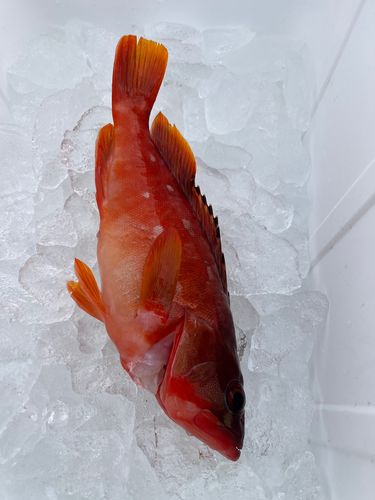 アカハタの釣果