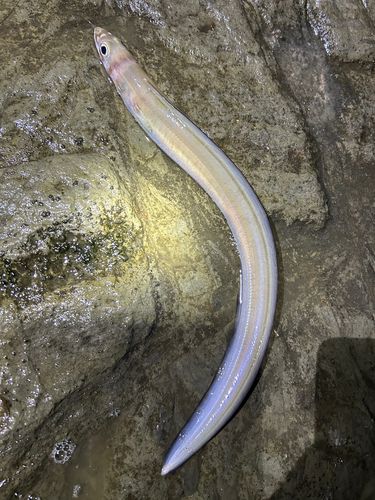 アナゴの釣果