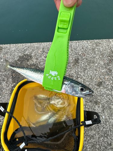 サバの釣果